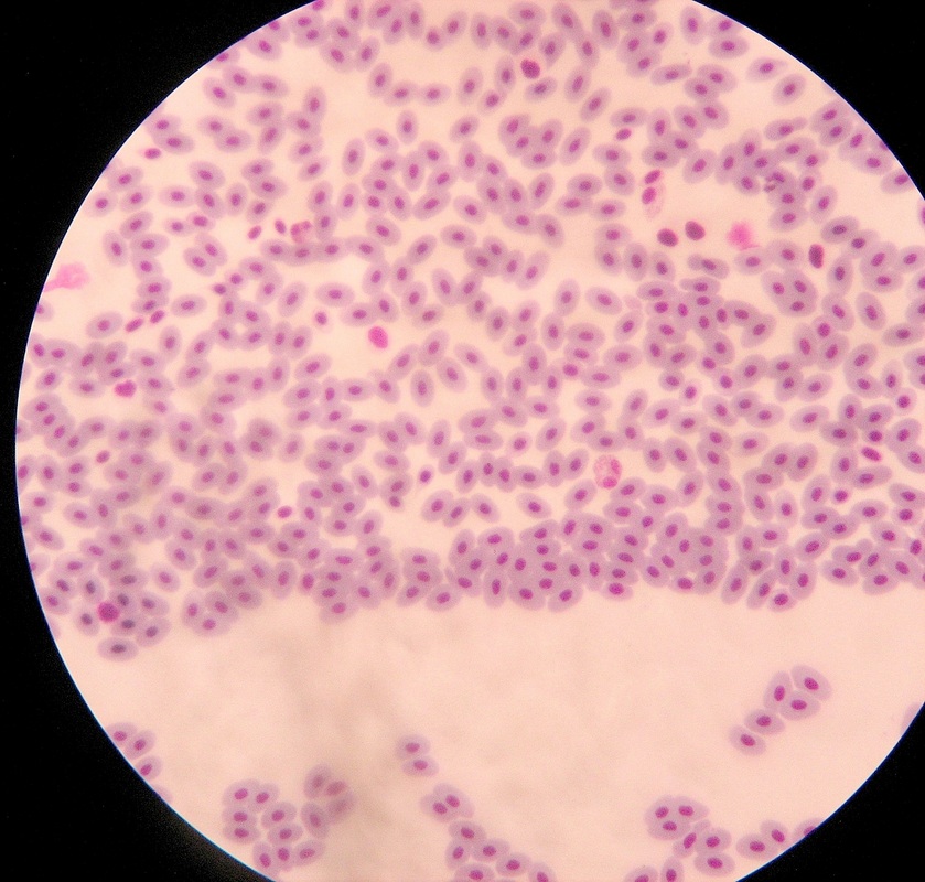 frog blood cell under microscope